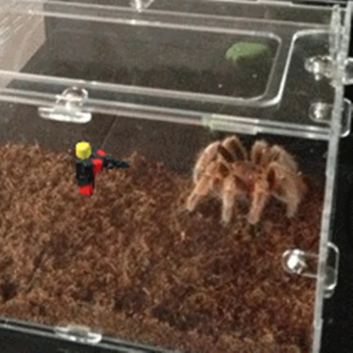 LIVE INSIDE A SPIDER CAGE!