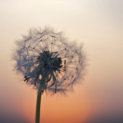 Dandelions ♬