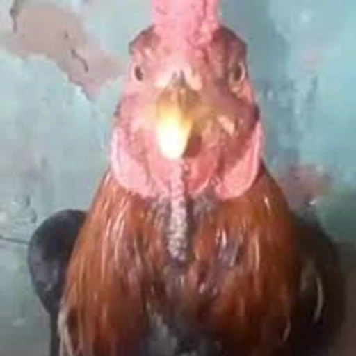 Chicken beatbox