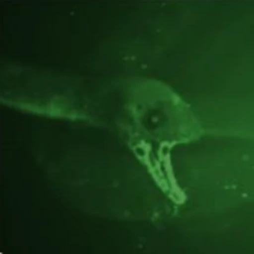SCP 3000