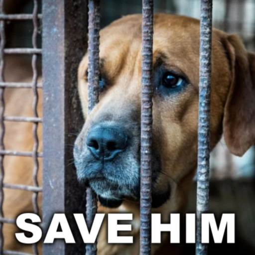 save your dog from russian spies TYCOON