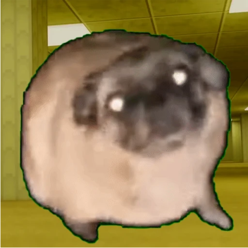 Dancing Pug Meme Backrooms