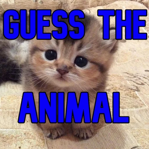 Guess The Animal!🐻