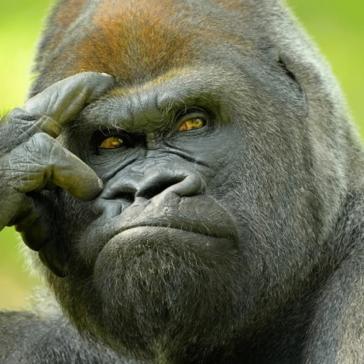 Humans vs Gorilla