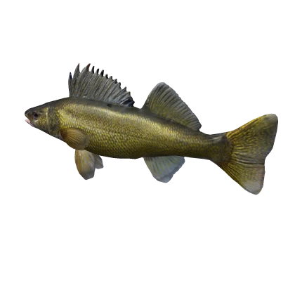 Walleye fish 