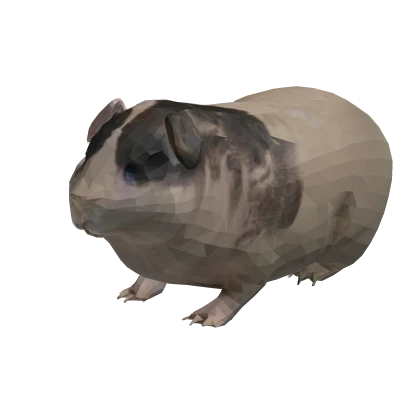 Pakkad