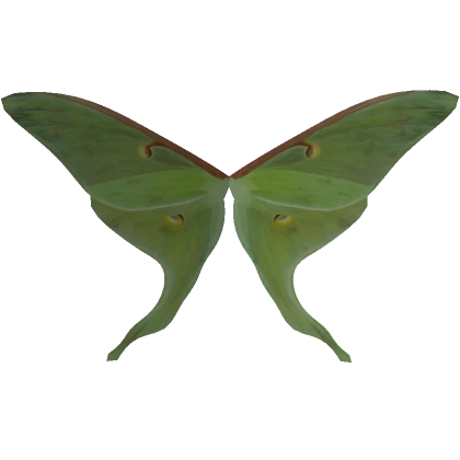 Luna Moth Wings