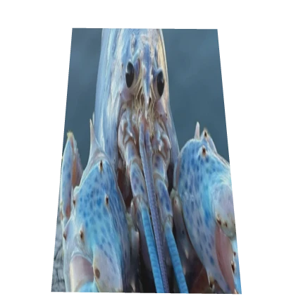 Blue Lobster Cape