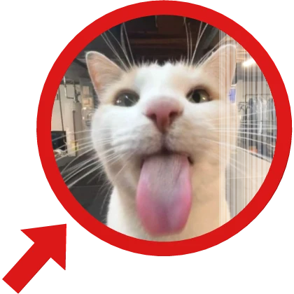 Bleh Cat Meme with face changing effect