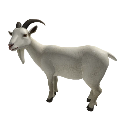 Big Goat 🐐 Cute Animal Walking In Back