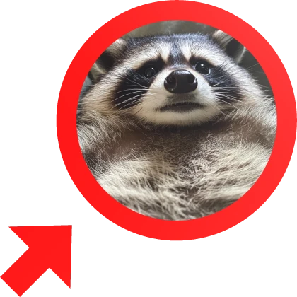 sigma raccoon