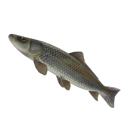 BIGGEST FISH (SUPER BIG)