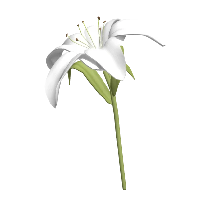 ♡ Large cute white lily flower at back 🌸