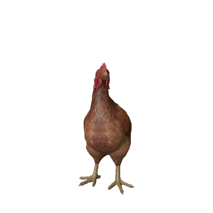 Brown Chicken