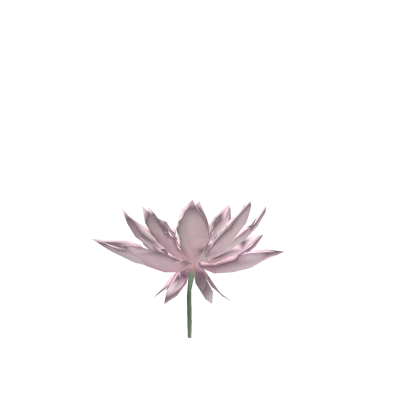 pink lotus flower ♡莲花