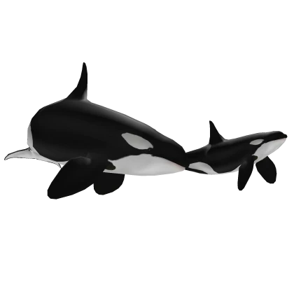 Orca Killer whale buddies!