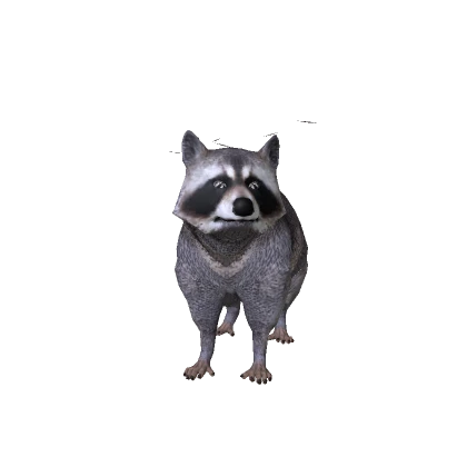 Cute Raccoon