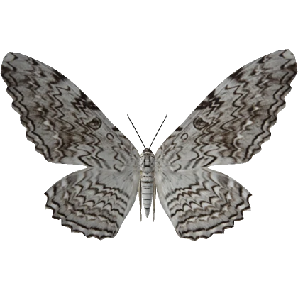 Black White Moth (Face)