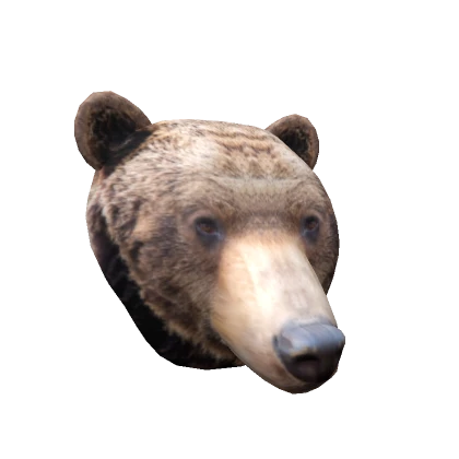 Realistic Bear Head 🐻