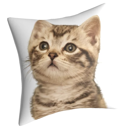 ✅ Cat 