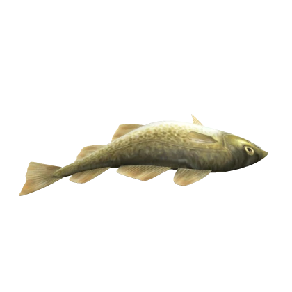 Fish Cod