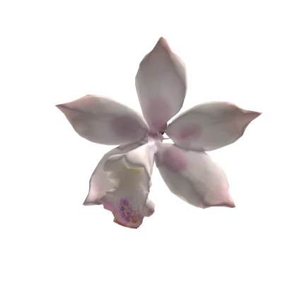 pink boat orchid 兰花 hair clip