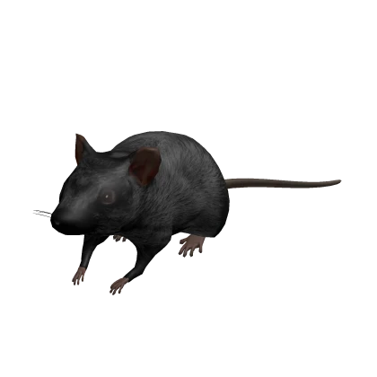 Tiny Mouse Rat