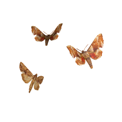 Moths