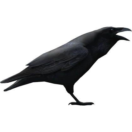 Raven