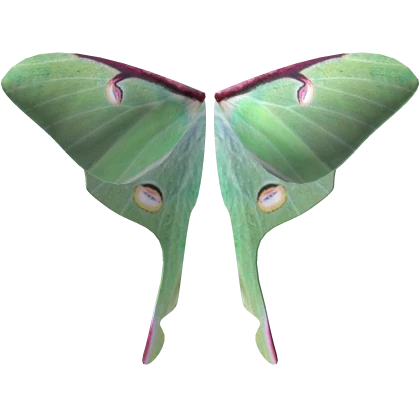 Green Moth Nature Fairy Wings