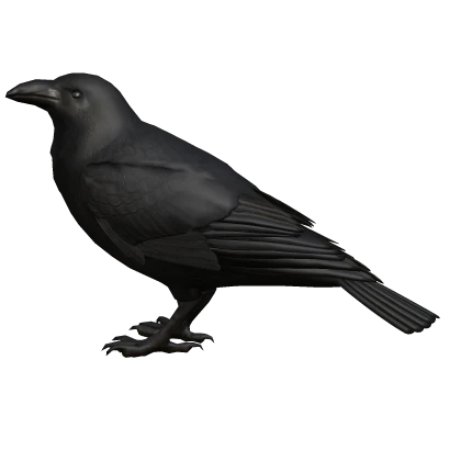 Raven