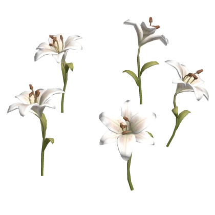  igari white lily flower patch