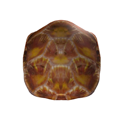 Seaturtle shell