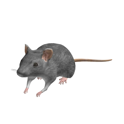 Tiny Mouse Rat