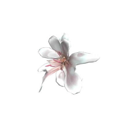 pink lily 百合花♡