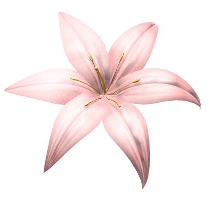 Summer Lily Flower