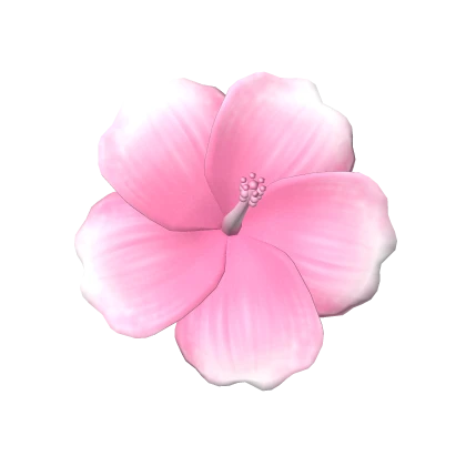 Summer Pink Hibiscus Flower