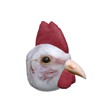 Realistic Chicken Head 🐔