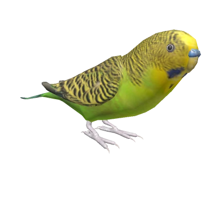 Budgerigar (Wild color)