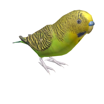 Budgerigar on your head