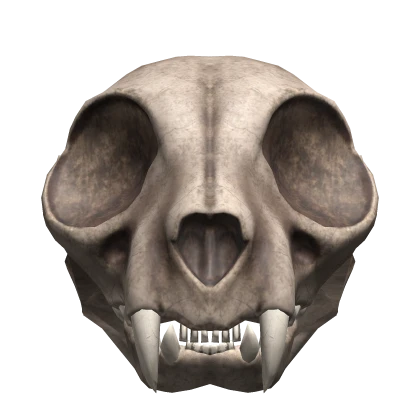 Cat Skull