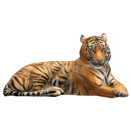 Bengal Tiger 