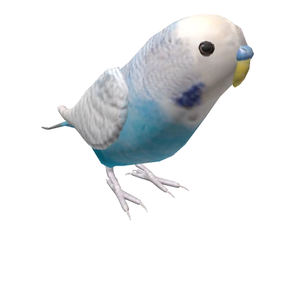 Budgerigar Blue (Right Shoulder)