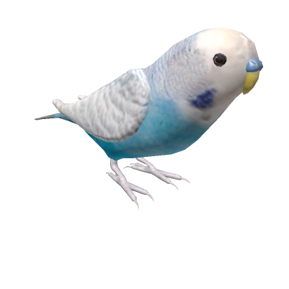 Budgerigar on your head (blue) 🐦