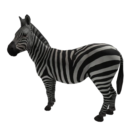 Cute Zebra 🦓 Animal Walking In Back