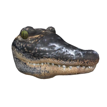 Realistic Crocodile Head 🐊