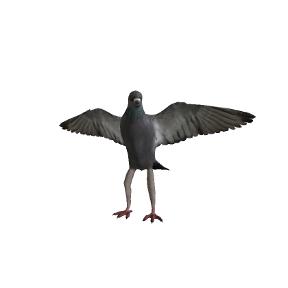 Realistic Pigeon Bird