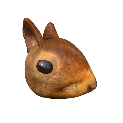 Realistic Squirrel