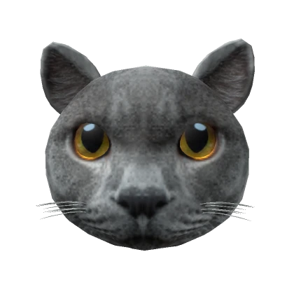 British Shorthair Cat