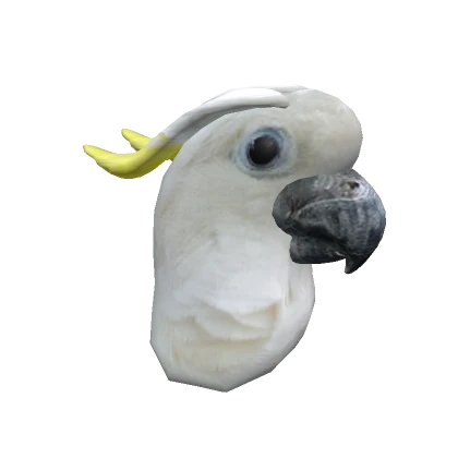 Cockatoo Head